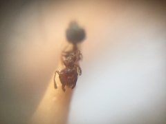 Crematogaster wroughtonii