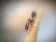 Crematogaster wroughtonii