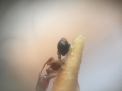 Crematogaster wroughtonii