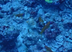 Pseudanthias