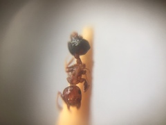 Crematogaster wroughtonii