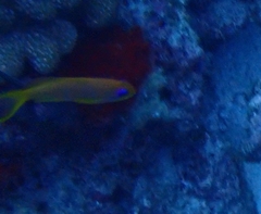 Pseudanthias