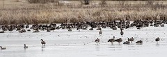 Branta canadensis