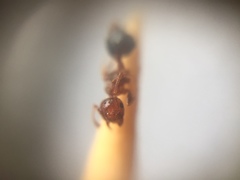 Crematogaster wroughtonii