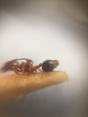 Crematogaster wroughtonii