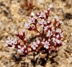 Chorizanthe leptotheca
