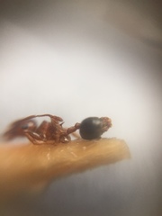Crematogaster wroughtonii