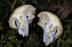 Cortinarius conioides