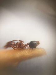 Crematogaster wroughtonii