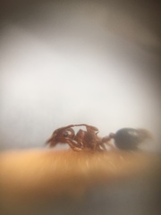 Crematogaster wroughtonii
