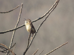 Thryothorus ludovicianus