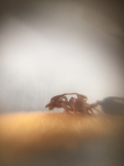 Crematogaster wroughtonii