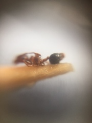 Crematogaster wroughtonii