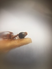 Crematogaster wroughtonii