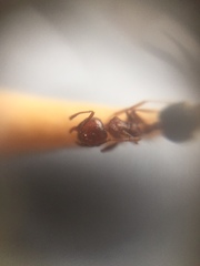 Crematogaster wroughtonii