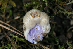Cortinarius conioides
