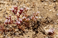 Chorizanthe leptotheca