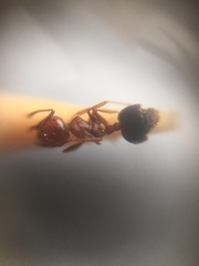 Crematogaster wroughtonii