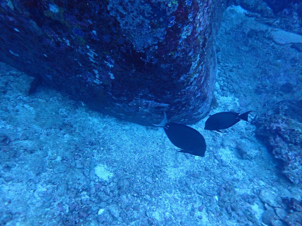 Pale-lipped Surgeonfish