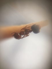 Crematogaster wroughtonii