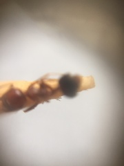 Crematogaster wroughtonii