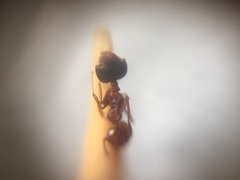 Crematogaster wroughtonii