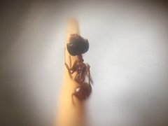 Crematogaster wroughtonii