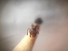 Crematogaster wroughtonii