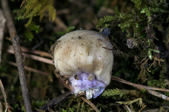 Cortinarius conioides