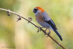 Pyrrhula erythrocephala