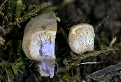 Cortinarius conioides