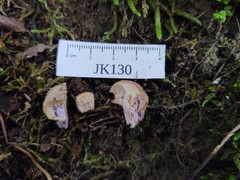 Cortinarius conioides