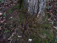 Cortinarius conioides