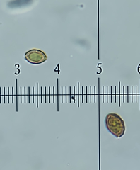 Cortinarius conioides