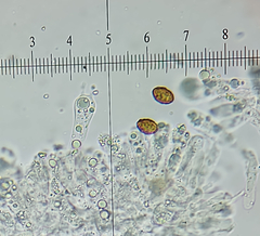 Cortinarius conioides