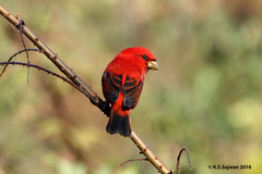 Carpodacus sipahi