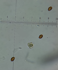 Cortinarius conioides