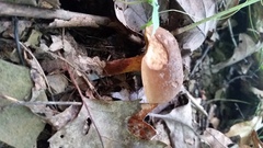 Cyanoboletus