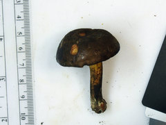 Cyanoboletus