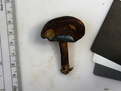 Cyanoboletus