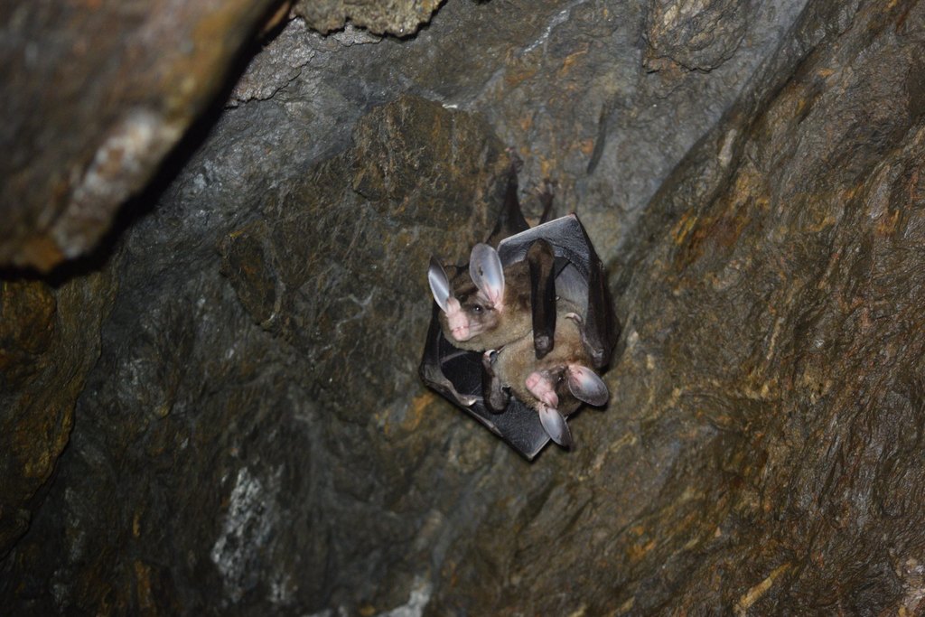 spectral bat in April 2022 by Nicolas Betancourt · iNaturalist