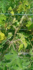 Solanum viarum
