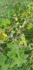 Solanum viarum