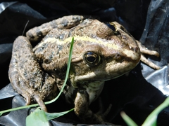 Pelophylax ridibundus