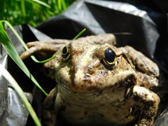 Pelophylax ridibundus