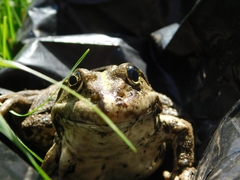 Pelophylax ridibundus