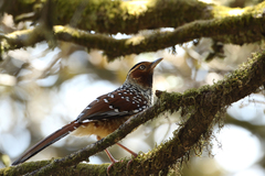 Ianthocincla ocellata