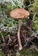 Inocybe cincinnata