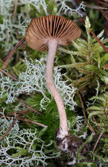 Inocybe cincinnata
