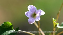 Viola pekinensis